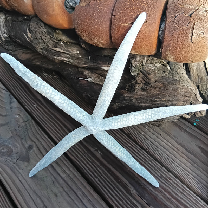 Overhead view of giant blue sea star – authentic marine specimen for display