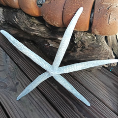 Overhead view of giant blue sea star – authentic marine specimen for display