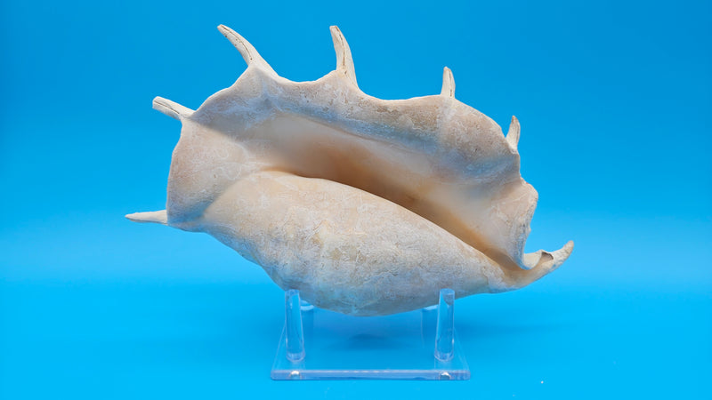 Giant Spider Conch Lambis truncata white shell side view
