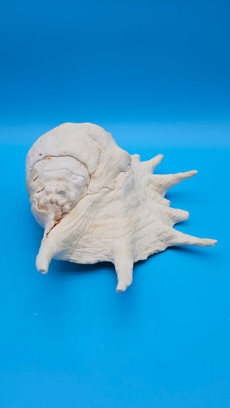 Giant Spider Conch Shell Front Display View