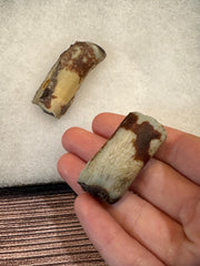 Giant sloth fossilized teeth pieces