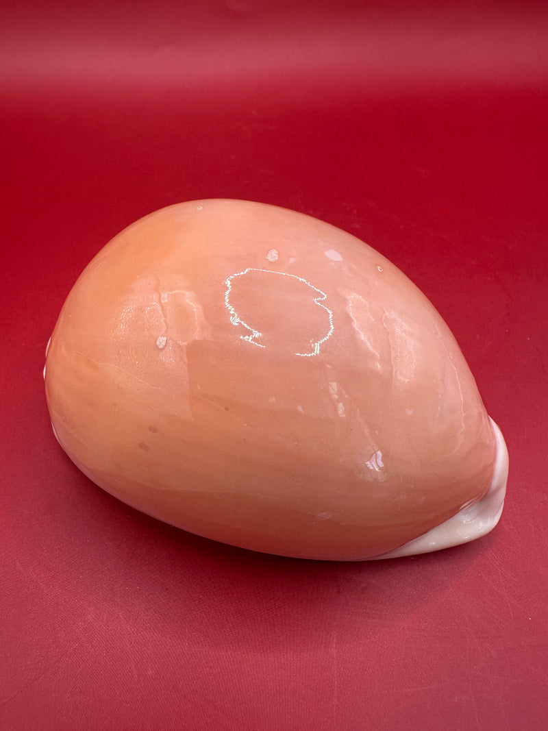 Golden Cowrie Shell – Callistocypraea aurantium 91.5 mm angled polished view