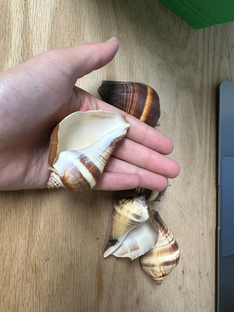 A hand holding up the Pacific Crown Conch