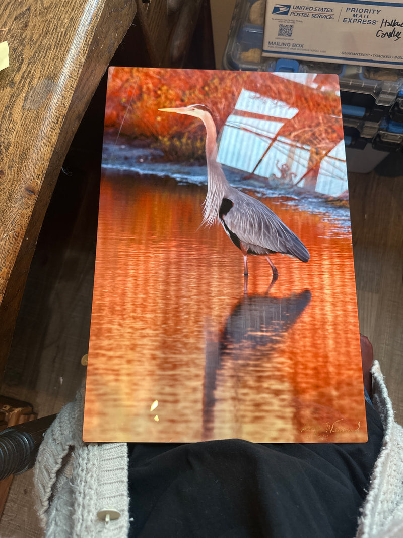 Great Blue Heron metal print close-up detail - signed George Weynard artwork 2014