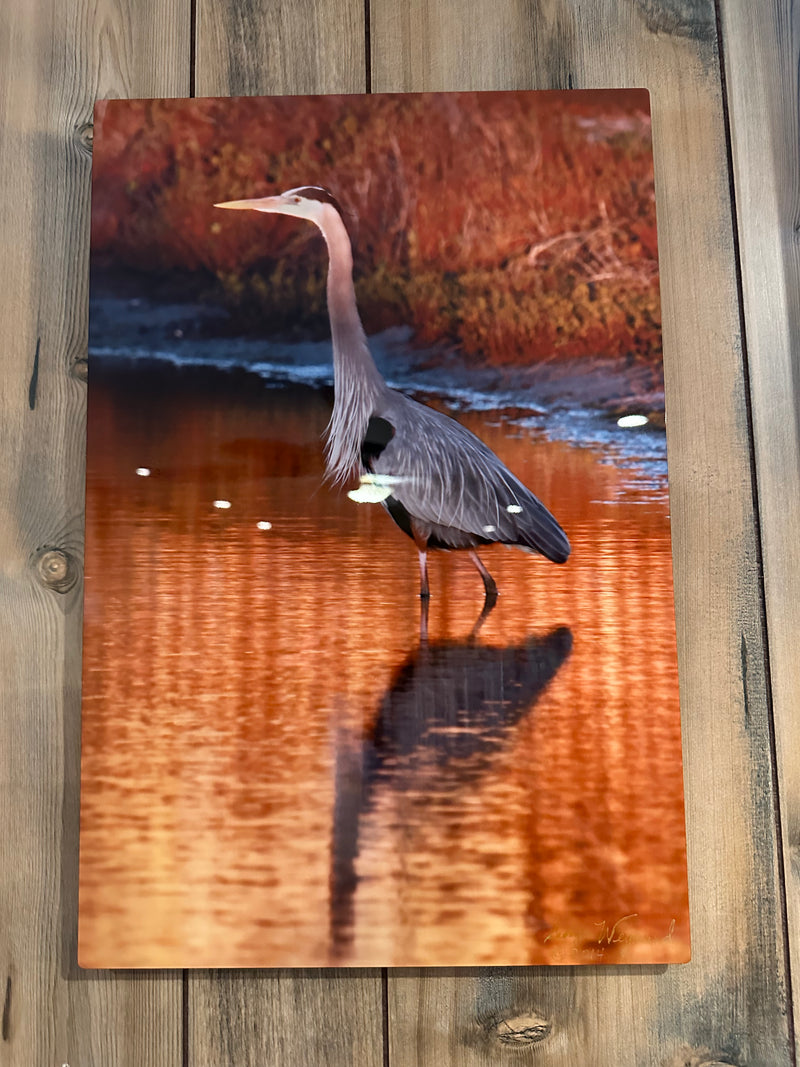 Great Blue Heron metal wall art print - premium wildlife artwork with signature