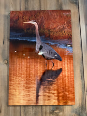 Great Blue Heron metal wall art print - premium wildlife artwork with signature