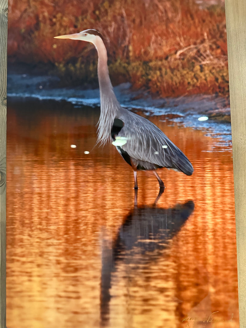 Great Blue Heron signed metal print by George Weynard - wildlife art for coastal decor