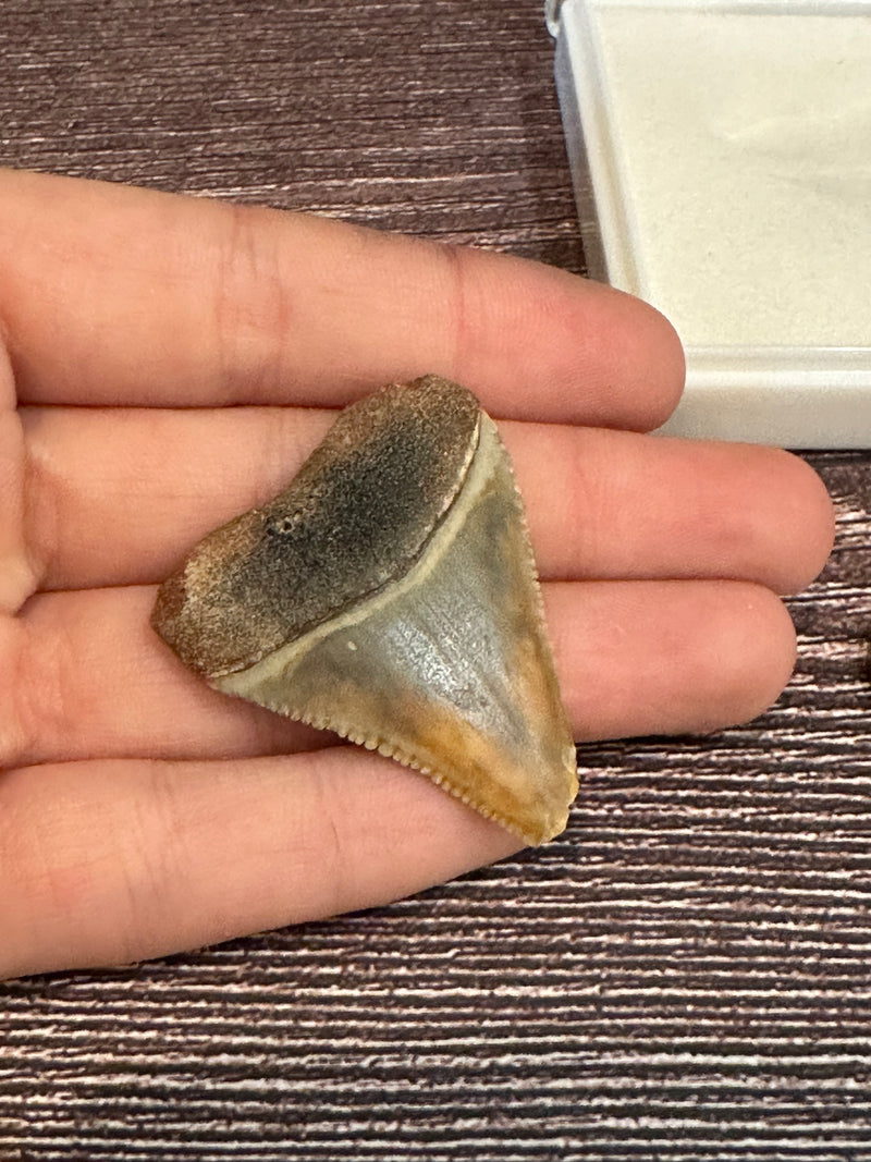 Great white Shark Tooth in white display next to a nickel for size.