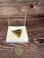 Great white Shark Tooth in white display next to a nickel for size.