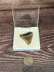 Great white Shark Tooth in white display next to a nickel for size.