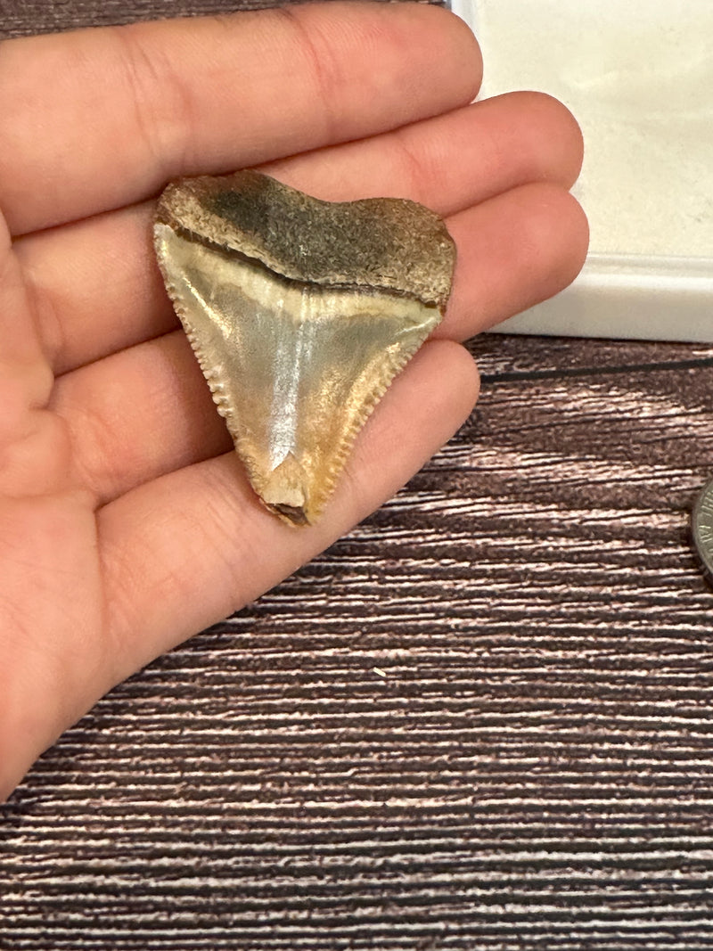 Great white Shark Tooth in white display next to a nickel for size.