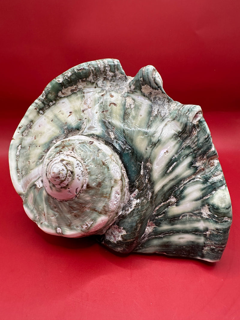 Polished Green Marmoratus Shell – Turbo marmoratus 7" top spiral view exact shell shown