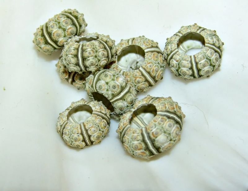 Collection of Green Sputnik Urchin Shells arranged together, highlighting size and color variations.