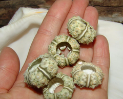 Close-up of a Green Sputnik Urchin Shell showing natural green hues and intricate texture.