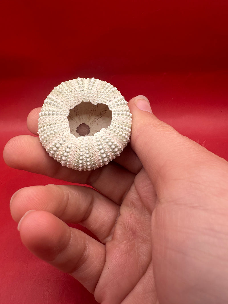 Green Urchin Shell Echinoderm Specimen 1–2 Inch – “Green sea urchin shell specimen 1–2 inch natural echinoderm decor”
