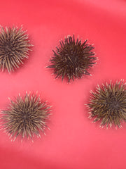 Group of Pink Urchins (Echinometra mathaei) with spines on display