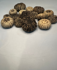 A collection of sea urchin shells displayed on a light background, highlighting their natural texture and color variations.