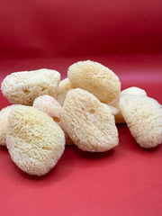 Group of natural cosmetic sea sponges 2–2.5