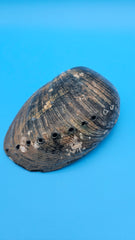 Haliotis cracherodii black shell - iridescent ocean tone display