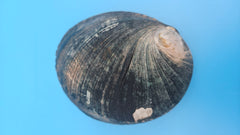 Haliotis cracherodii black abalone shell - iridescent Pacific specimen