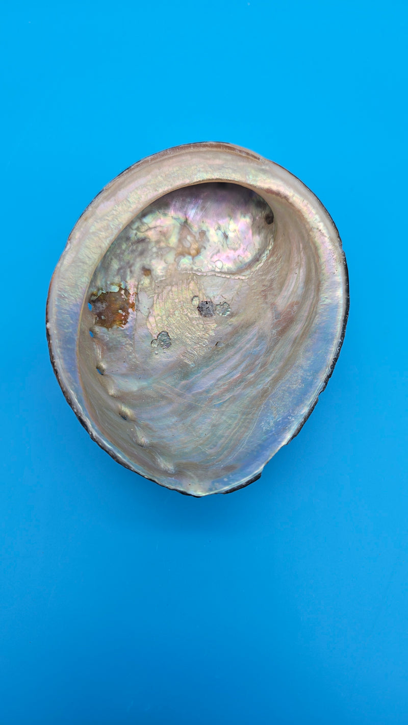 Black abalone display shell for coastal home decor - iridescent Pacific specimen