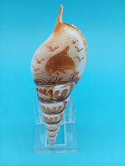 Hand-carved 4.4 inch Tibia shell featuring detailed dolphin coastal scene carving on white background