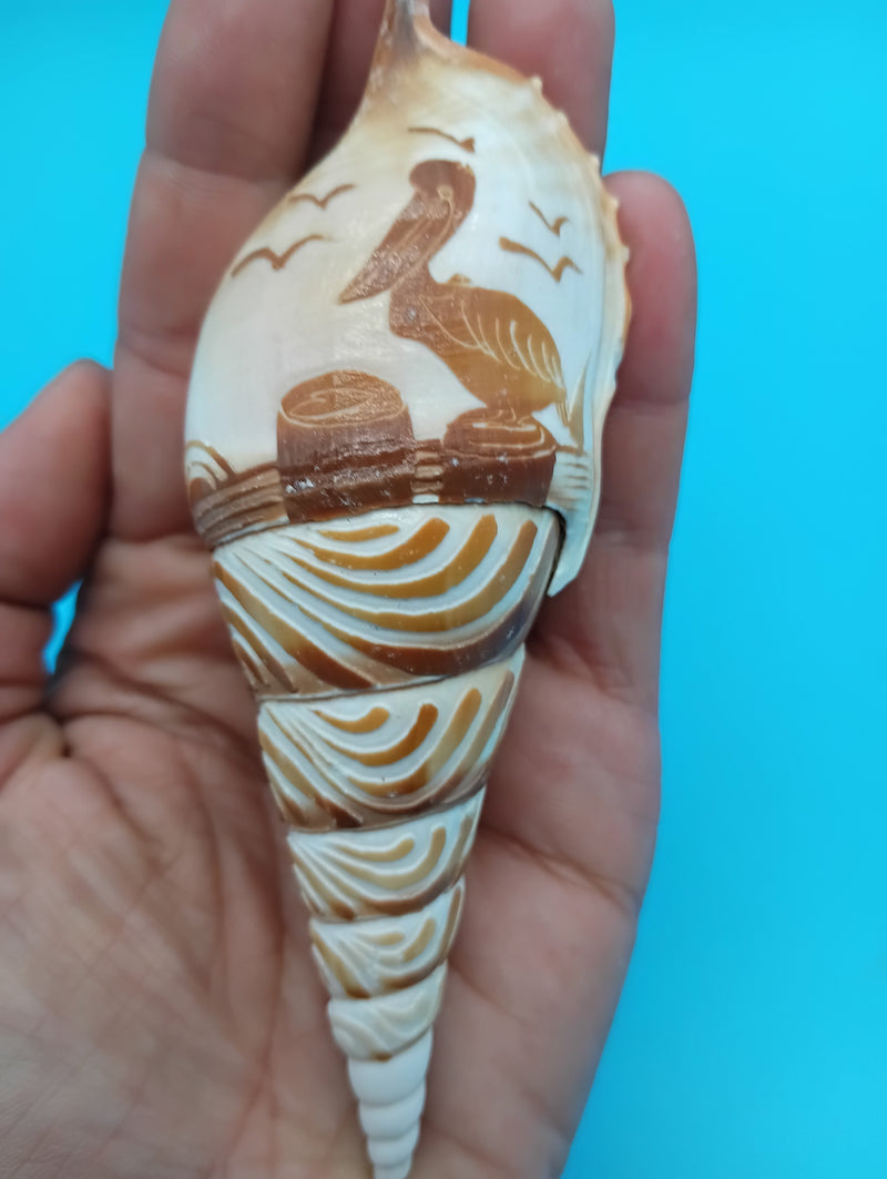 4.5" carved Tibia shell with pelican coastal scene