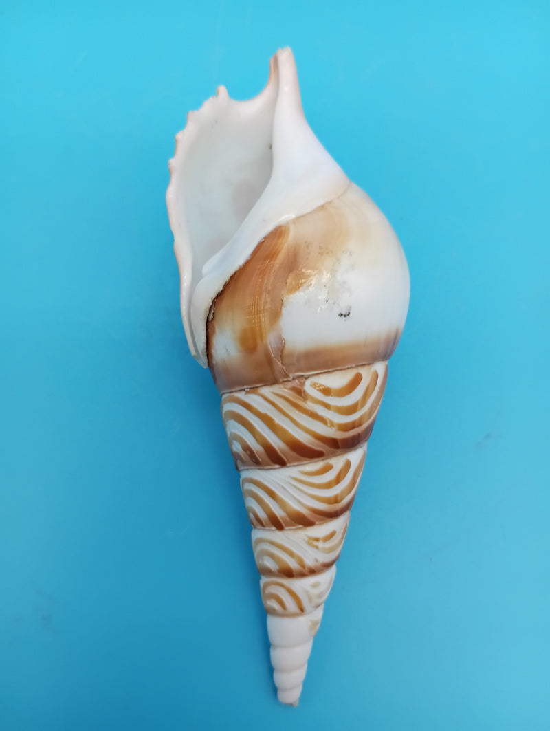 4.5" carved Tibia shell with pelican coastal scene