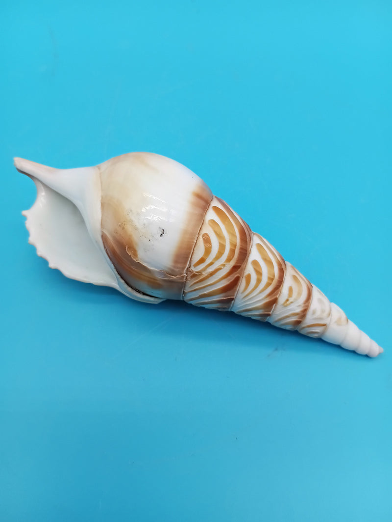 4.5" carved Tibia shell with pelican coastal scene
