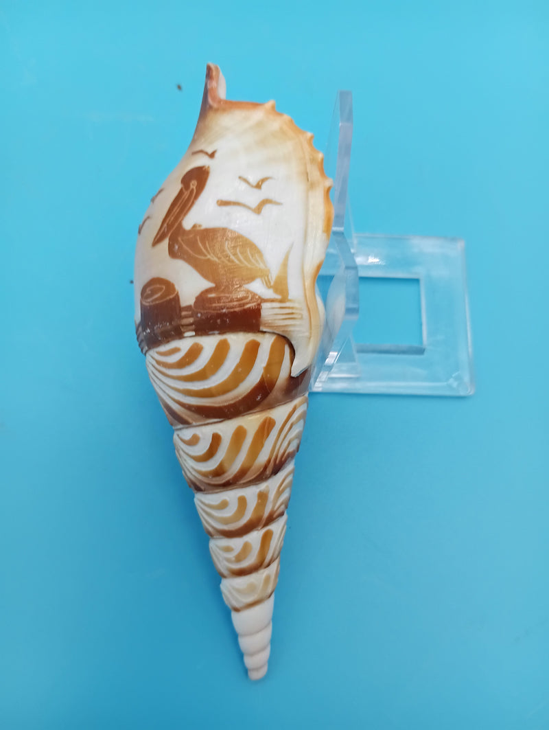 4.5" carved Tibia shell with pelican coastal scene
