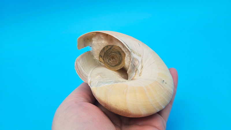 Deep Hazra Shell Rare Pleurotomaria hirasei Deep Sea Display Shell with Operculum – 3.6 ...