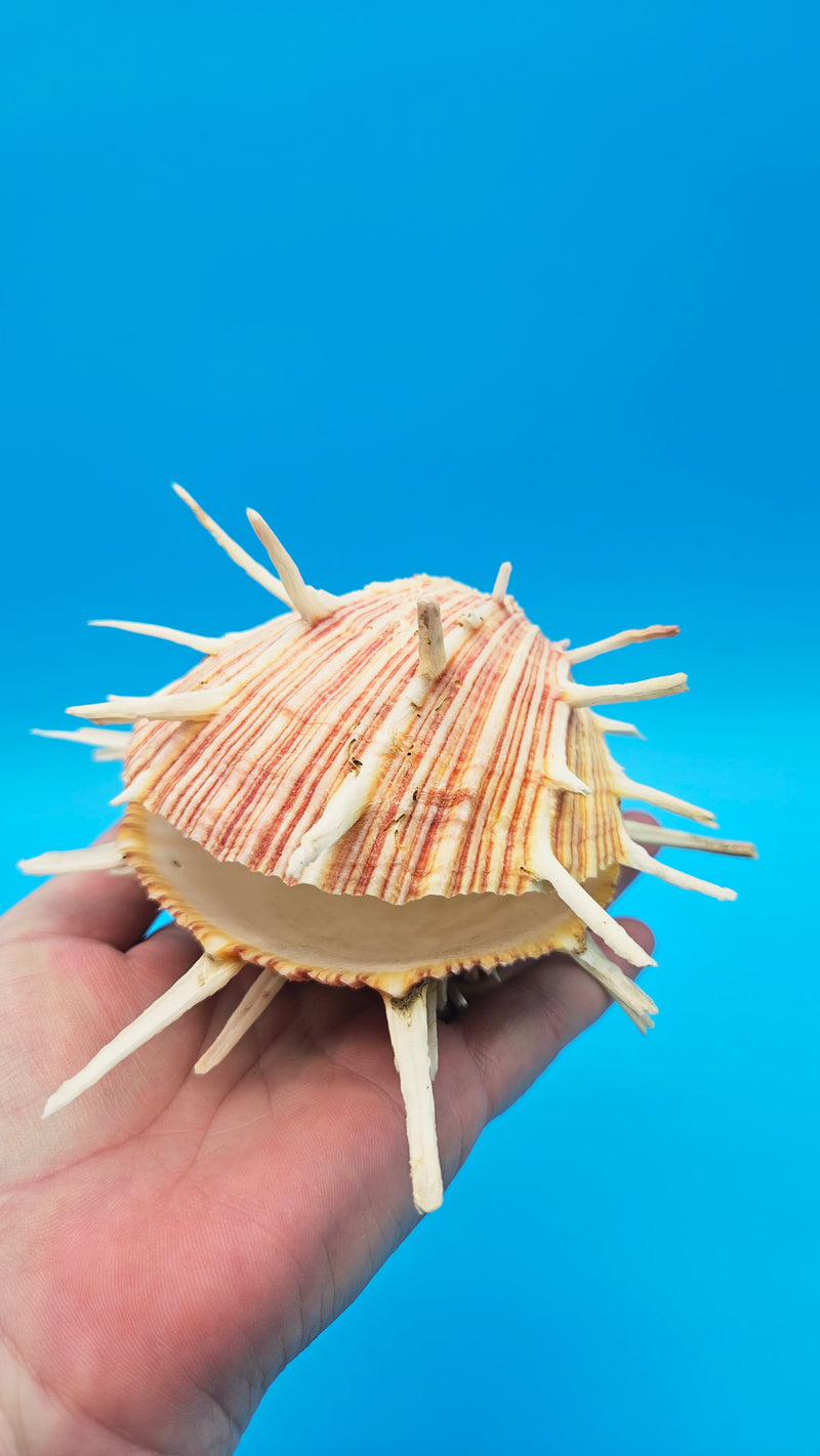 Regius Spondylus Spiny Display Shell – 6.5