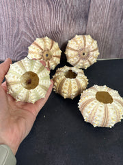 A person holding a tiger urchin shell, showing its size and detailed texture up close.