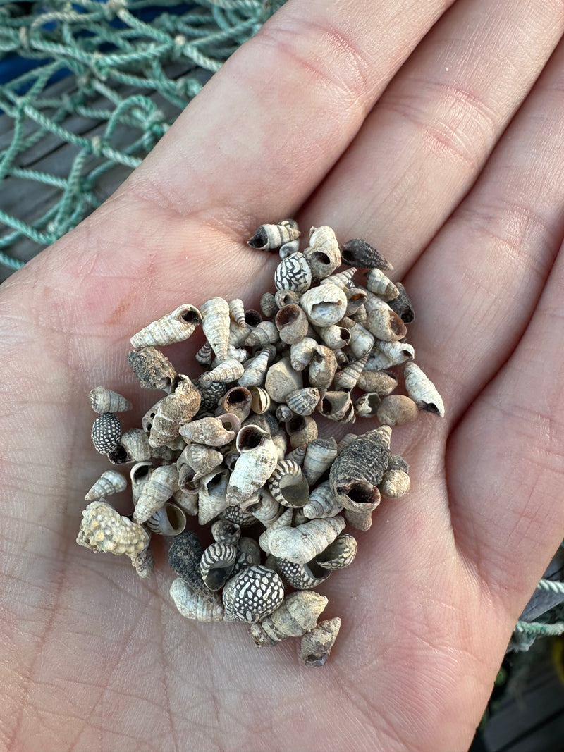 A handful of tiny natural shells being held, illustrating their small size and intricate patterns.