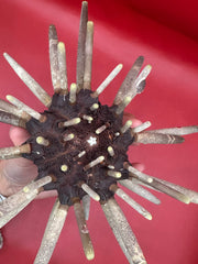 Hand holding large club sea urchin specimen