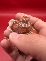 Hand holding polished Snakeskin Tapestry Turbo shell for scale