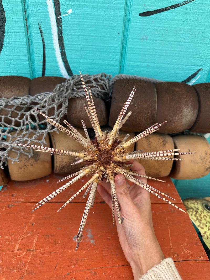 Hand holding zebra sea urchin with spines for scale