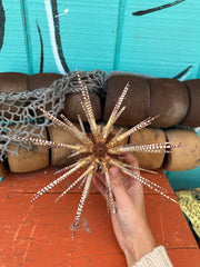 Hand holding zebra sea urchin with spines for scale