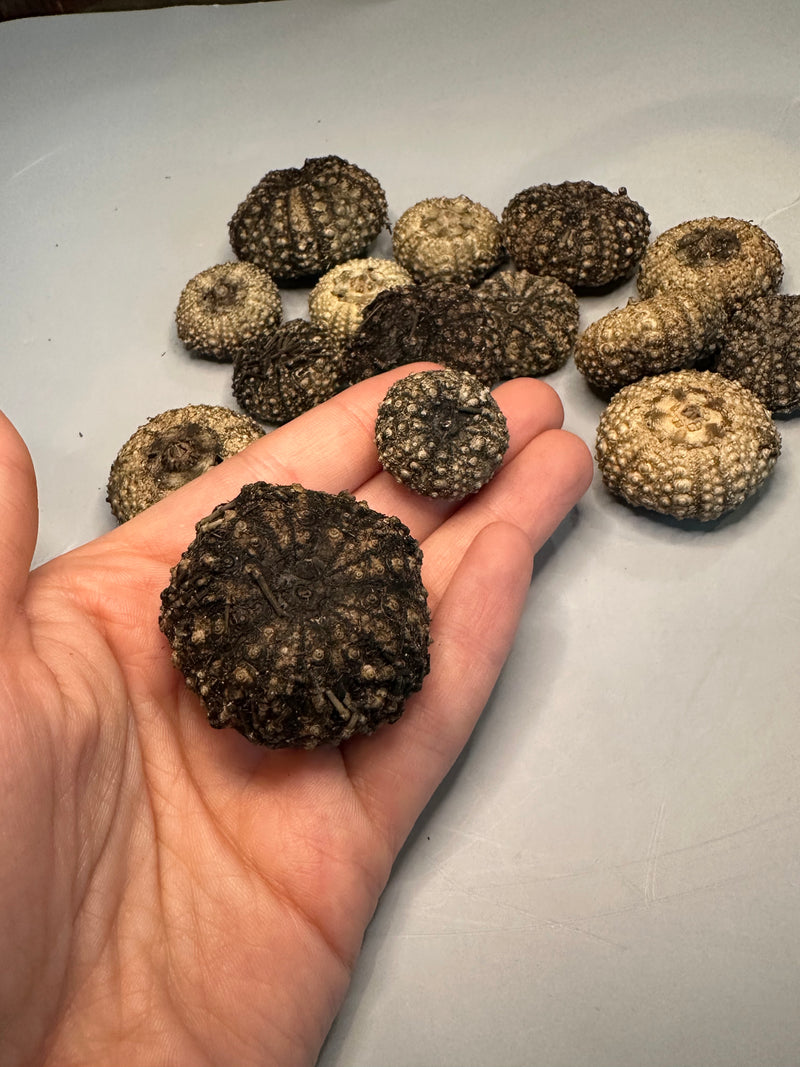 A single sea urchin shell held in hand, showcasing its size and intricate spiny details.