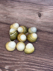 Group of Helicostyla jonasi land snail shells in natural green and tan tones, displayed on a wooden surface.