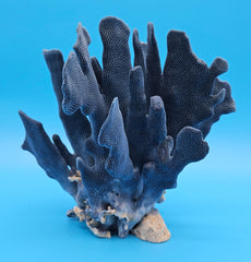 Heliopora coerulea coral specimen in ocean-inspired decor