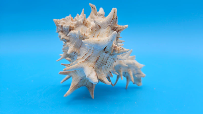Hexaplex fulvescens natural spined shell – elegant coastal collectible