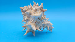 Hexaplex fulvescens natural spined shell – elegant coastal collectible