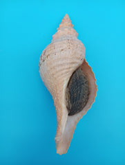 Large 8