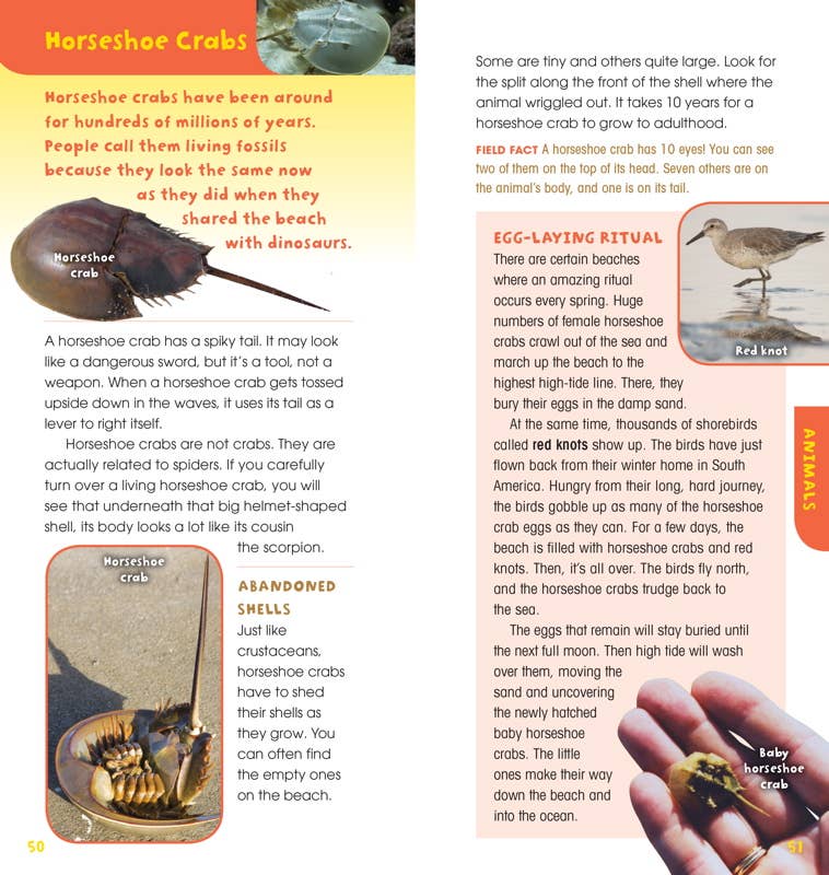 Educational page about horseshoe crabs with text and illustrations.