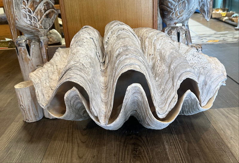 28" Giant Clam Pair Display Shell – Tridacna gigas Coastal Home Decor