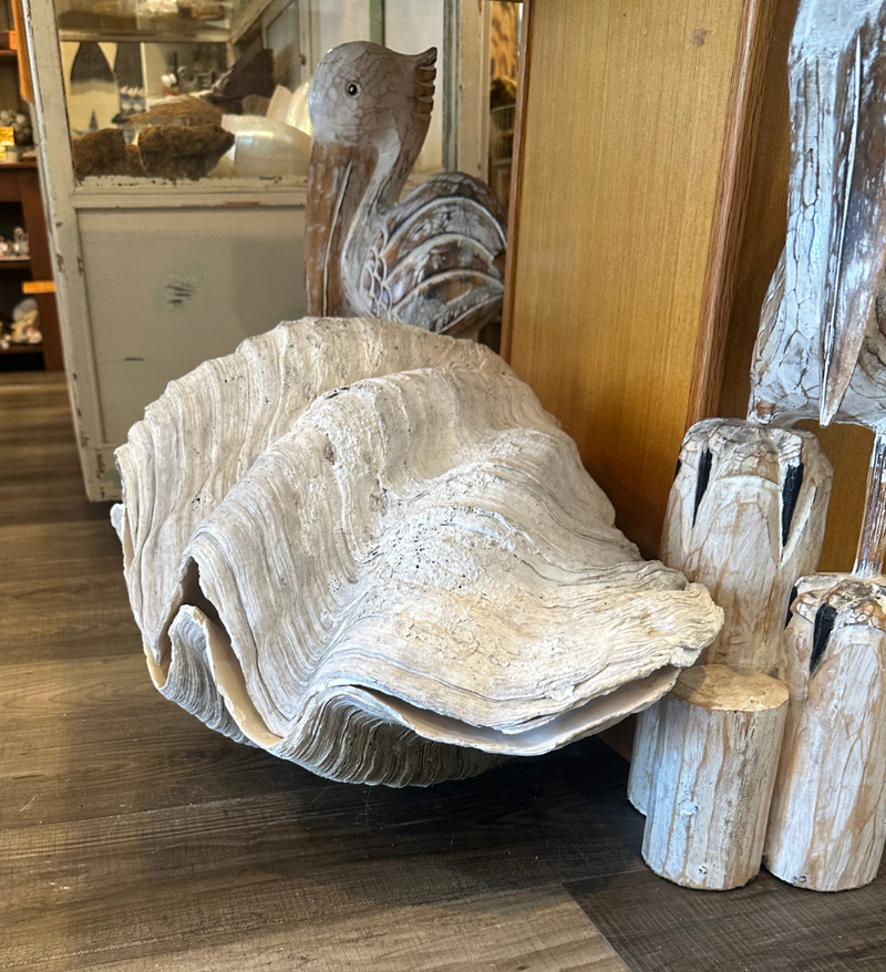 28" Giant Clam Pair Display Shell – Tridacna gigas Coastal Home Decor