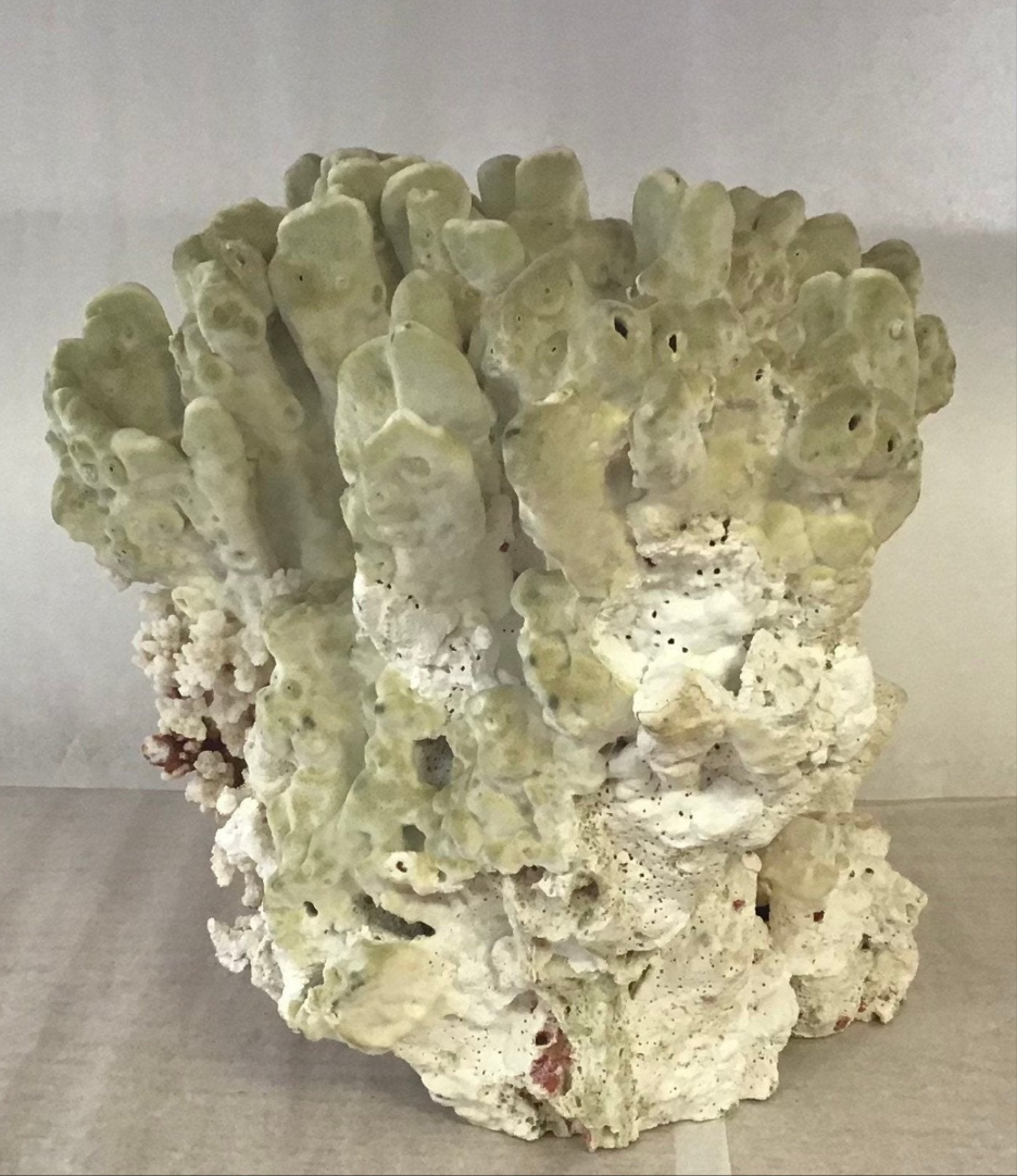 Vintage Fire Green Slab Brownstem Combo Coral-