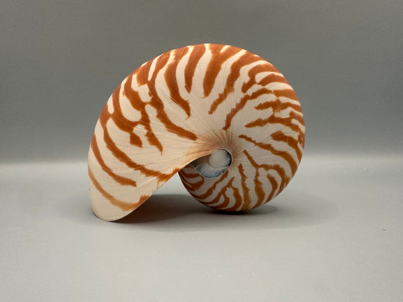 Chambered Tiger Nautilus