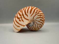 Chambered Tiger Nautilus